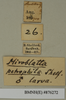 CollectionObject 1572956; c3486eab-d4d6-4652-8a4e-1337bb12eee0: Copyright Natural History Museum, London. Labels from non-type (adult male) in BM(NH). (CollectionObject).
