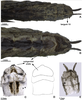 CollectionObject 1589260; db8e5c87-ccc9-4e45-bdbf-d82042280354: copyright CZMA. male, end of abdomen (holotype). (CollectionObject).