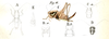Pholidoptera fallax (Fischer, 1853): Pl. 14, Fig. 16. Thamnotrizon austriacus: A male (pronotum length 6-6.5 mm), B male abdomen tip (a dorsal, b ventral), C female (pronotum 7-8 mm, ovipositor 13 mm), D female head, E female abdomen tip (ventral). (Otu).