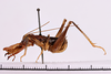 CollectionObject 1505606; bc463918-dc15-47fd-a268-c3531eb2c5bc: male, lateral view (holotype). (CollectionObject).