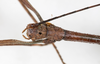 CollectionObject 1557631; NMW 644, ea3cf36b-9103-46d0-aad2-fc5629655c9a: copyright NMW, Vienna. male: head, dorsal view (syntype). (CollectionObject).