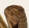 CollectionObject 1530613; 97680aca-b438-4491-86a4-4c961f30e976: male subgenital plate (syntype). (CollectionObject).
