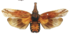 Habitus, dorsal view on Amycle amabilis (Westwood, 1842): (Observation).