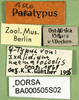 CollectionObject 1502636; 0f8c6cf0-b159-4411-b2c0-f58b502aa440: labels (syntype). (CollectionObject).