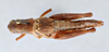 CollectionObject 2765677; 717ca1ba-3427-4f34-89fb-dc1857fc7100, CNCI 311927: Melanoplus payettei picropidzae. Dorsal view. (CollectionObject).
