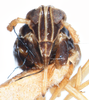 Head on Delphacodes securigera Muir, 1926: (Observation).