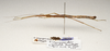CollectionObject 1595863; 6a3c5d85-cd45-465c-a144-5035dea040ae: copyright UKM, Bangi. female, lateral view (paratype). (CollectionObject).;CollectionObject 1595864; a5a25047-b8fd-40fd-91a4-981dd765a89c: copyright UKM, Bangi. female, lateral view (paratype). (CollectionObject).