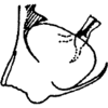 Pygofer, lateral view on Distantasca bulbosa (Dworakowska, 1994): pygofer or process. (Observation).