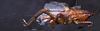 CollectionObject 1534912; BPBM 3224781, 9f46282f-11f1-4049-81d1-434c67751f7c: male, lateral view. (CollectionObject).