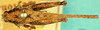 CollectionObject 1566518; c7d73835-2b98-41e6-94b1-9053a8f06b04: male, dorsal view. (CollectionObject).