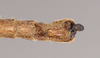 CollectionObject 1560491; NHMUK(SF IMPORT DUPLICATE) 845128, 81f27b38-b3f2-4413-a052-00ace60aa4e3: copyright Natural History Museum, London. male: end of abdomen, ventral view (holotype). (CollectionObject).