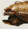 CollectionObject 1535953; 0c1cf85f-2457-4606-bc4b-fe4a02b03fb4: male abdomen tip, lateral view (syntype). (CollectionObject).