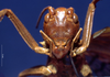 CollectionObject 1513068; 3d5c0883-11b4-4ea8-ab1d-c814785087b4: female, frontal view (holotype of Gryllacris lombokiana). (CollectionObject).
