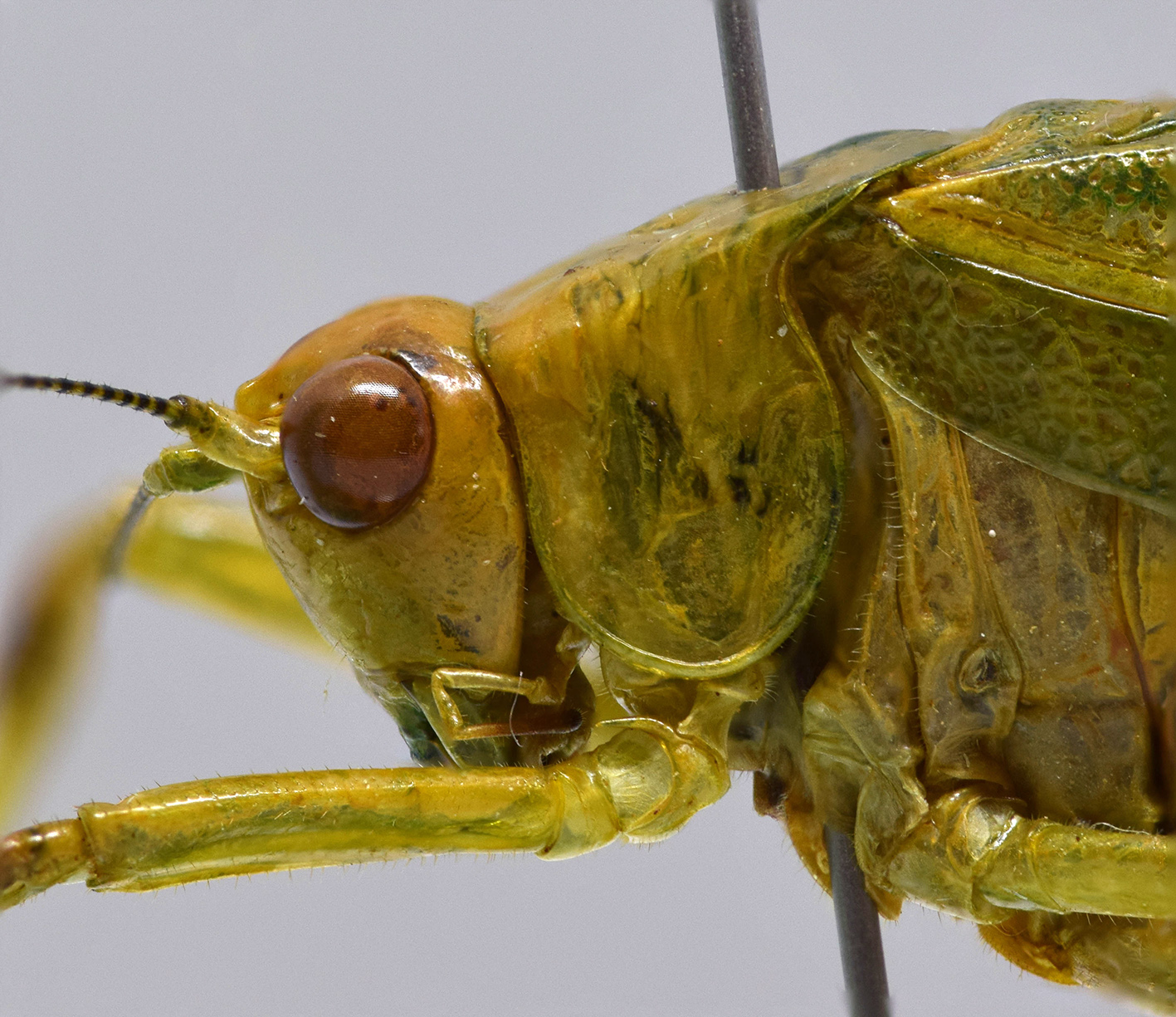 male head and pronotum, lateral view. Depicts CollectionObject 1593136; 4cdae5cf-9663-4664-a62f-de55a7468428, a CollectionObject.