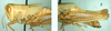 Melanoplus ablutus Scudder, 1899: female. (Otu).