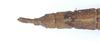 CollectionObject 1560172; 394129f9-285a-4214-b1dc-afa7e79dede9: copyright ZMB, Berlin. female: end of abdomen, dorsal view (holotype). (CollectionObject).