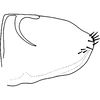 Pygofer, lateral view on Distantasca latava (Dworakowska, 1981): Genital capsule, lateral view. (Observation).