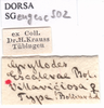 CollectionObject 1530873; 8444d80e-05a4-456b-ab51-f5100258edac: labels (paralectotype). (CollectionObject).