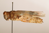 CollectionObject 1591328; a0513e0b-8445-4ea0-9d3d-9b160d31432f: female, lateral view (paratype of Heliopteryx satunini). (CollectionObject).