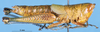 CollectionObject 1537532; 446c1b83-ec13-4618-93f6-fff65c3a0569: female, lateral view (holotype of M. virescens). (CollectionObject).