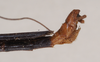 CollectionObject 1560624; 23d9c245-7722-4fab-8cdd-4135ed35bea9: copyright Natural History Museum, London. male: end of abdomen, lateral view (syntype). (CollectionObject).;CollectionObject 1560625; 00609d64-931d-423a-968c-a8c5c1039d7a: copyright Natural History Museum, London. male: end of abdomen, lateral view (syntype). (CollectionObject).