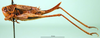 CollectionObject 1501865; f439bcdd-1ded-4794-8d67-495c19671c1b: female, lateral view (paratype of Metrioptera dofleini). (CollectionObject).