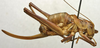 CollectionObject 1536029; b3cf20bd-13d5-46cb-952d-660211855d4f: female, lateral view (paralectotype). (CollectionObject).