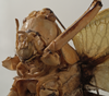 CollectionObject 1534737; 8fbba751-1bf9-4070-826f-8041bb01864b: female face (syntype). (CollectionObject).