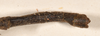 CollectionObject 1562085; 4df377aa-8c7e-43ea-883a-418c911828b5: copyright OUMNH. male: end of abdomen, dorsal view (syntype). (CollectionObject).;CollectionObject 1562086; de1335ae-5318-468c-8703-16e1e6fc2d2c: copyright OUMNH. male: end of abdomen, dorsal view (syntype). (CollectionObject).