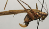 CollectionObject 1535169; 59e0b5fd-ff36-417c-933b-e2a408758763: female, lateral view (syntype). (CollectionObject).