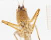 CollectionObject 1572222; 5fec46ae-9ff2-4524-af96-401be1cc9af1: neotype male, face. (CollectionObject).