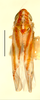 Habitus, dorsal view on Erythridula parvispicata (Beamer, 1930): Habitus (holotype, INHS collection). (Observation).