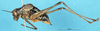 CollectionObject 1507110; e0adbaf9-f6a7-44d4-b7f8-93e0262e6e1f: male, lateral view. (CollectionObject).