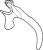 Aedeagus, lateral view: !! display not done !! on Eratoneura dira (Beamer, 1931): Aedeagus, lateral view. (Observation).