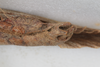 CollectionObject 1505790; f66dcb63-6045-4d5d-acc7-ba5b68075af6: male, ventral view (syntype). (CollectionObject).