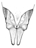 Karruia paradoxa Rehn, 1945: Fig. 5 (after type). female abdomen tip, ventral view. (Otu).