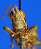 CollectionObject 1506164; a50d9ead-d8d8-42ec-90ae-b1fa5324645b: male, frontal view (holotype). (CollectionObject).