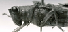 CollectionObject 1526829; 09d31862-a7b3-44c8-9f97-881efd7e86dd: male head and pronotum, lateral view. (CollectionObject).