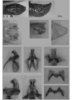 Melanoplus bruneri Scudder, 1897: male genitalia. (Otu).