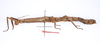 CollectionObject 1562344; d87f2d45-234a-4fbc-acf9-4ad71db781c4: copyright ZMUH, Hamburg. female, lateral view (holotype). (CollectionObject).