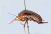 CollectionObject 2741414; CNCI 311944, 610fe6aa-818b-4b6b-a775-1de8b09f484d: Ceuthophilus neglectus. Lateral View. (CollectionObject).