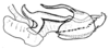 Spathalium audouinii (Blanchard, 1836): Fig. 14. cingulum and endophallus, lateral view. (Otu).