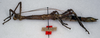 CollectionObject 1557057; 107239b8-b88b-4108-83c7-ca46905e4a13: copyright NMW, Vienna. female, lateral view of Anisacantha difformis (syntype). (CollectionObject).;CollectionObject 1557058; e8196f2e-238e-45d5-a478-6ee313b068d0: copyright NMW, Vienna. female, lateral view of Anisacantha difformis (syntype). (CollectionObject).