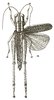 CollectionObject 1535685; ceecc28b-9a5a-4d5b-b749-7146e0a61a1f: Fig. 1 (after type). female, dorsal view (body length 32 mm, pronotum 5.3 mm, tegmen 17.5 mm). (CollectionObject).