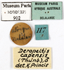 CollectionObject 1587444; MNHN(SF IMPORT DUPLICATE) MNHN-EP-EP902, 71089971-fa6e-433a-8bd3-e332f24648ae: CC BY-NC-ND 4.0/MNHN - Depraetere Marion - 2014. Non type, male. Specimen number: MNHN-EP-EP902. http://coldb.mnhn.fr/catalognumber/mnhn/ep/ep902. (CollectionObject).