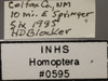 Other on Athysanella (Gladionura) alsa Ball & Beamer, 1940: Labels. (Observation).