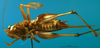 CollectionObject 1502478; 532e8bd0-eb58-4203-870a-03b211844515: female, ventral view (paratype). (CollectionObject).