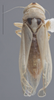 Habitus, dorsal view on Amazygina decaspina Dietrich & Dmitriev, 2006: Dorsal. (Observation).