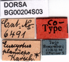 CollectionObject 1501956; b94a6a5c-704f-4936-9247-cbff7ebe5fbf, DORSA BG00204S03: labels (syntype). (CollectionObject).