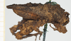CollectionObject 1580141; ef0d3ee0-c225-4988-9e51-5be01cbd45a3, NHMUK10924413: male, lateral view (syntype). (CollectionObject).